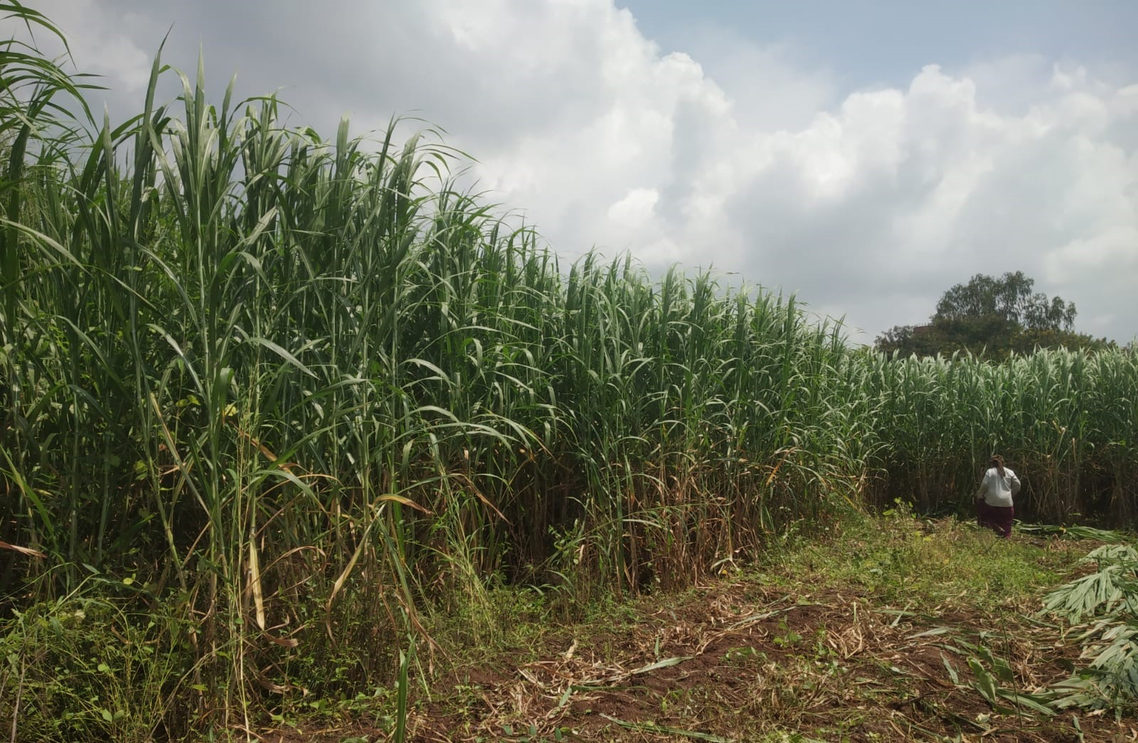 DHN 6 fodder plot